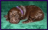 Dargus pups 1 wk old 7