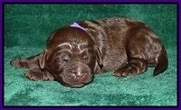 Dargus pups 1 wk old 9