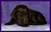 Dargus pups 2 wks old 10