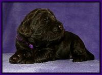 Dargus pups 2 wks old 12
