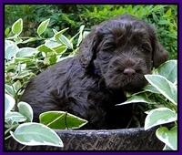 Dargus pups 4 wks old 8