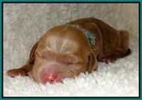 Dargus pups 1 day old 23