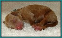 Dargus pups 1 day old 24