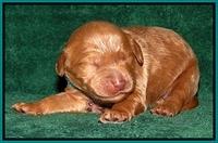 Dargus pups 1 wk old 24