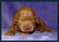 Dargus pups 2 wks old 29