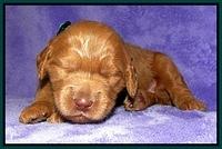 Dargus pups 2 wks old 30