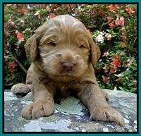 Dargus pups 3 wks old 22