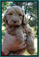 Dargus pups 6 wks old 2