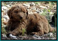 Dargus pups 6.5 wks old 26