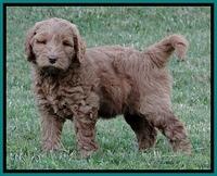 Dargus pups 6.5 wks old 9