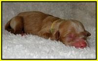 Dargus pups 1 day old 17