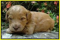 Dargus pups 3 wks old 18