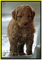 Dargus pups 6 wks old 26