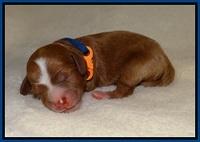 Delta Roka newborn pups 215