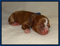Delta Roka newborn pups 315