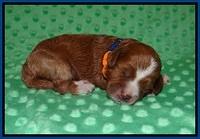 Delta Roka pups 1 wk old 11