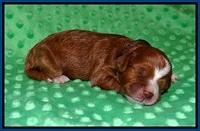 Delta Roka pups 1 wk old 21