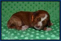 Delta Roka pups 1 wk old 31