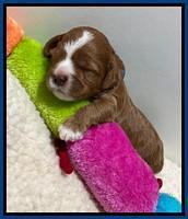 Delta Roka pups 2 wks old 120