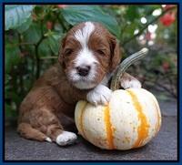 Delta Roka pups 3 wks old 31