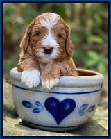 Delta Roka pups 4 wks old 11