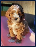 Delta Roka pups 7 wks old 21