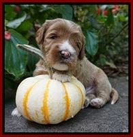 Delta Roka pups 3 wks old 61