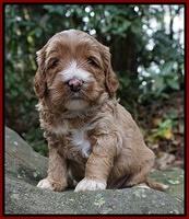 Delta Roka pups 4 wks old 111