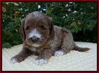 Delta Roka pups 5 wks old 41
