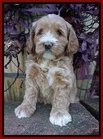 Delta Roka pups 6 wks old 71