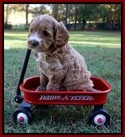 Delta Roka pups 6 wks old 91