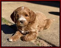 Delta Roka pups 7 wks old 101