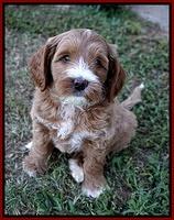 Delta Roka pups 7 wks old 61