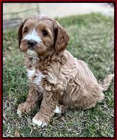 Delta Roka pups 7 wks old 71