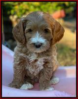 Delta Roka pups 7 wks old 91