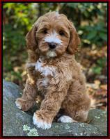 Delta Roka pups 8 wks old 131