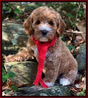 Delta Roka pups 8 wks old 141