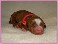 Delta Roka newborn pups 515