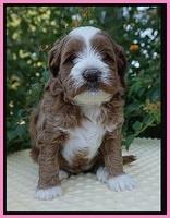 Delta Roka pups 5 wks old 91