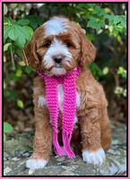 Delta Roka pups 8 wks old 181