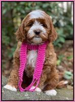 Delta Roka pups 8 wks old 201