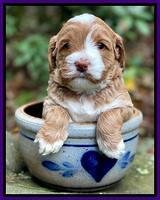 Delta Roka pups 4 wks old 191