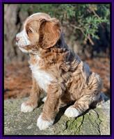 Delta Roka pups 6 wks old 161