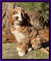 Delta Roka pups 6 wks old 181