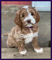 Delta Roka pups 7 wks old 171