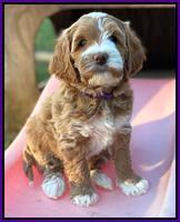 Delta Roka pups 7 wks old 201