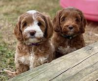 Delta Roka pups 8 wks old 461