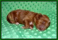 Delta Roka pups 1 wk old 111