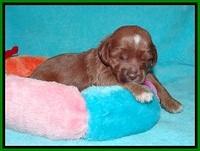 Delta Roka pups 2 wks old 620