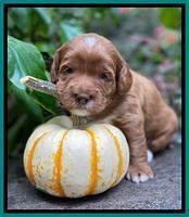 Delta Roka pups 3 wks old 271